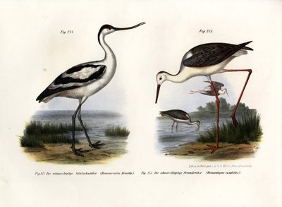 Avocetta, 1864 da German School